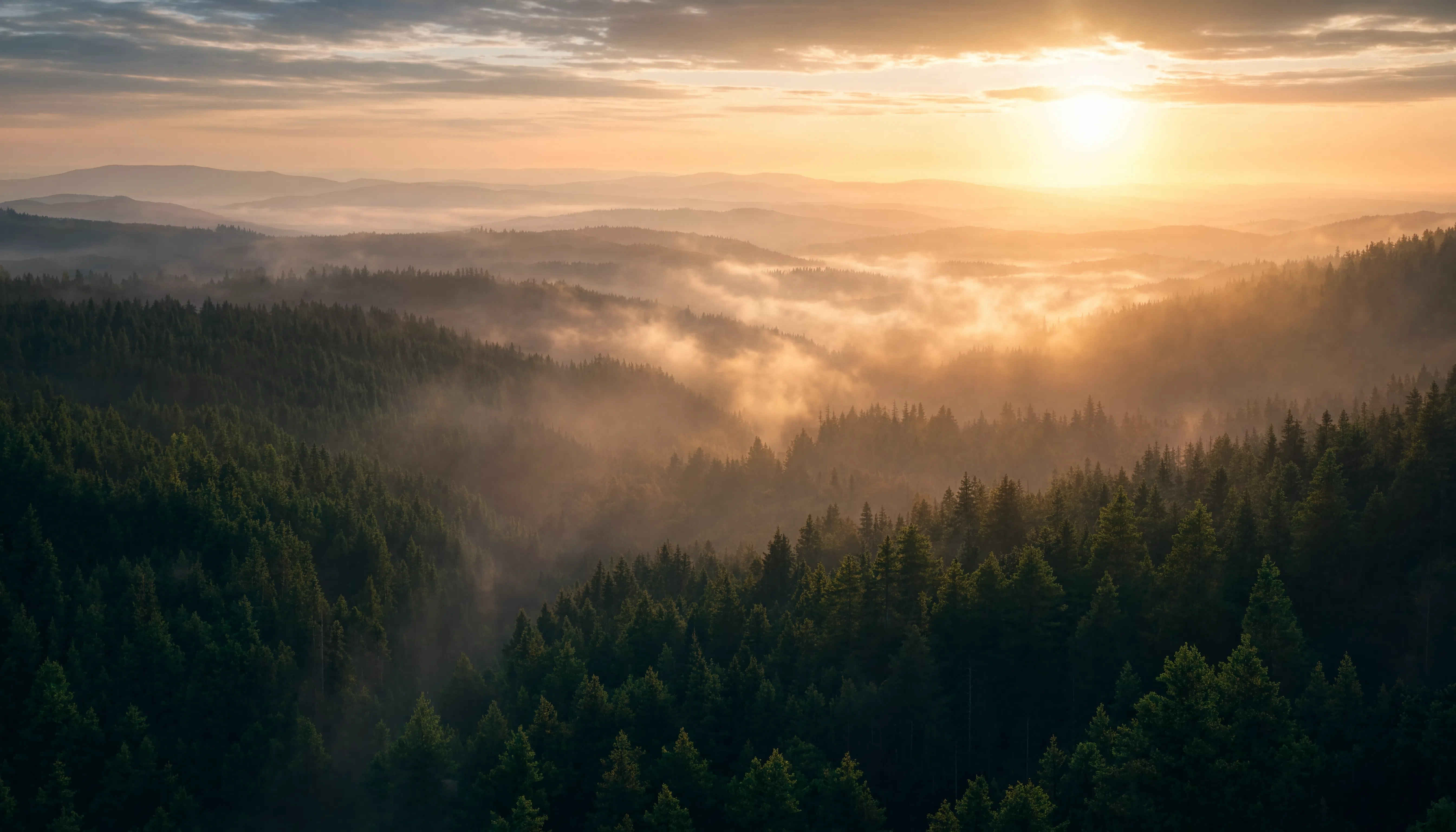 Morgennebel über dem Schwarzwald — mystische Waldlandschaft Deutschlands